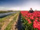 Voorkomen van dijkdoorbraken belangrijker dan bollenteelt en landbouw: waterschap waarschuwt voor gevolgen van droogte