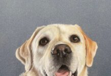 Nieuwe expositie ‘Lief Dier’