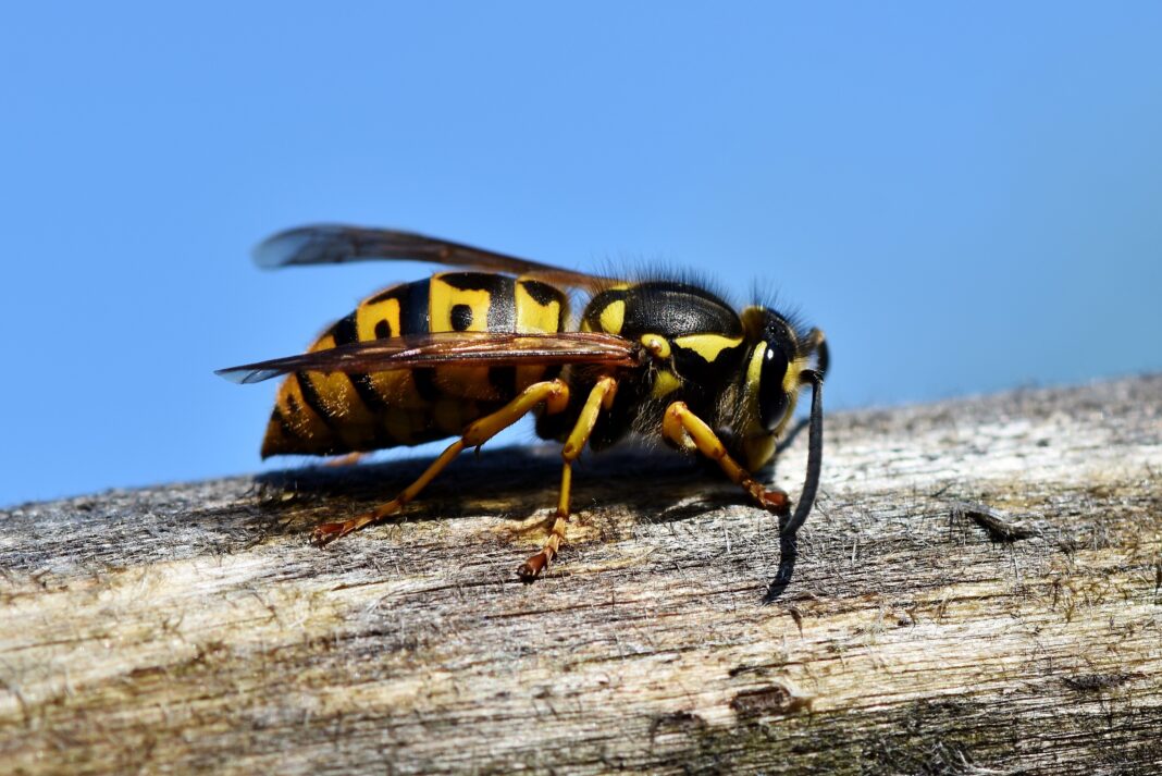 ralphs_fotos-hornet-3336385
